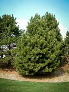 Сосна Чёрная (Pinus Nigra) купить по цене от 270.00р. в интернет-магазине «Посадика» с доставкой почтой в в Аниве и по всей России – [изображение №1].