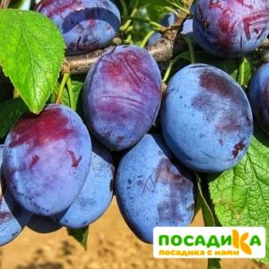 Слива Чачакская ранняя купить по цене от 229.00р. в интернет-магазине «Посадика» с доставкой почтой в в Аниве и по всей России – [изображение №1].