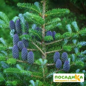 Пихта корейская (Abies koreana) купить по цене от 450.00р. в интернет-магазине «Посадика» с доставкой почтой в в Аниве и по всей России – [изображение №1].