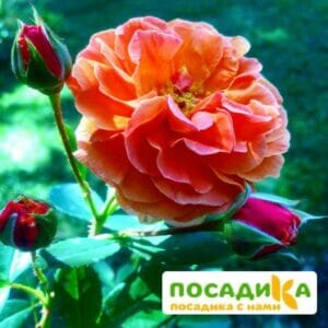 Роза Арабия купить по цене от 350.00р. в интернет-магазине «Посадика» с доставкой почтой в в Аниве и по всей России – [изображение №1].