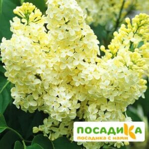 Сирень Примроуз (Primrose) купить по цене от 529.00р. в интернет-магазине «Посадика» с доставкой почтой в в Аниве и по всей России – [изображение №1].