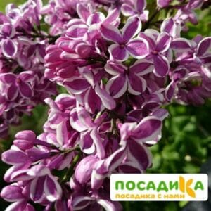 Сирень Сенсация купить по цене от 529.00р. в интернет-магазине «Посадика» с доставкой почтой в в Аниве и по всей России – [изображение №1].