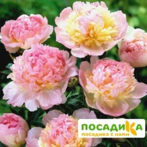 Пион Распберри Сандей (Paeonia Raspberry Sundae) купить по цене от 959р. в интернет-магазине «Посадика» с доставкой почтой в в Аниве и по всей России – [изображение №1].