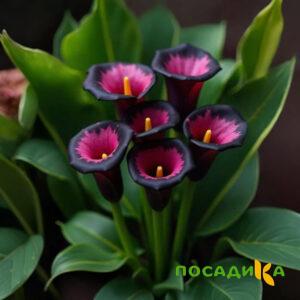Калла Аура Лейс купить по цене от 400р. в интернет-магазине «Посадика» с доставкой почтой в в Аниве и по всей России – [изображение №1].