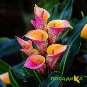 Калла Оникс купить по цене от 450р. в интернет-магазине «Посадика» с доставкой почтой в в Аниве и по всей России – [изображение №1].