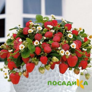 Клубника Рубиновый Шепот (горшечная) купить по цене от 240р. в интернет-магазине «Посадика» с доставкой почтой в в Аниве и по всей России – [изображение №1].