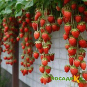Клубника вьющаяся Комплимент купить по цене от 470р. в интернет-магазине «Посадика» с доставкой почтой в в Аниве и по всей России – [изображение №1].