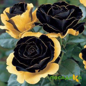 Роза Ханни Сикл купить по цене от 700р. в интернет-магазине «Посадика» с доставкой почтой в в Аниве и по всей России – [изображение №1].