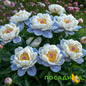 Пион акварельный Этюд купить по цене от 806р. в интернет-магазине «Посадика» с доставкой почтой в в Аниве и по всей России – [изображение №1].