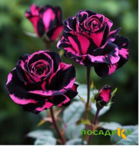 Роза Багровый Шепот купить по цене от 366р. в интернет-магазине «Посадика» с доставкой почтой в в Аниве и по всей России – [изображение №1].
