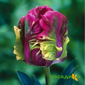 Тюльпан Экзотик Хэвен купить по цене от 186р. в интернет-магазине «Посадика» с доставкой почтой в в Аниве и по всей России – [изображение №1].