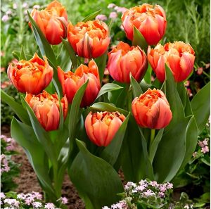 Тюльпан Гудошник Дабл купить по цене от 185р. в интернет-магазине «Посадика» с доставкой почтой в в Аниве и по всей России – [изображение №1].