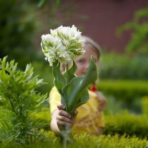 Тюльпан Супер Пэррот купить по цене от 360р. в интернет-магазине «Посадика» с доставкой почтой в в Аниве и по всей России – [изображение №1].