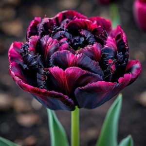 Тюльпан Фламинго купить по цене от 500р. в интернет-магазине «Посадика» с доставкой почтой в в Аниве и по всей России – [изображение №1].