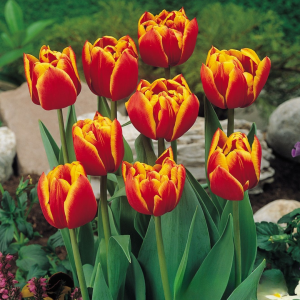 Тюльпан Блэк Фаер купить по цене от 275р. в интернет-магазине «Посадика» с доставкой почтой в в Аниве и по всей России – [изображение №1].