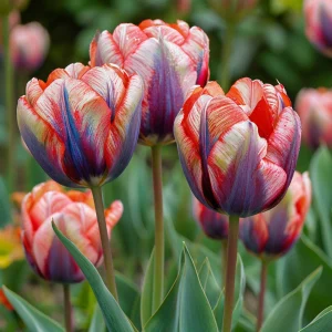 Тюльпан Эбисан Грэйс купить по цене от 217р. в интернет-магазине «Посадика» с доставкой почтой в в Аниве и по всей России – [изображение №1].