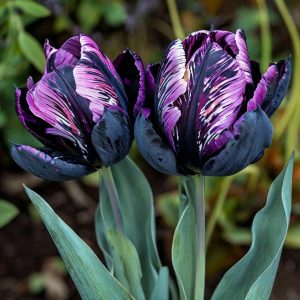 Тюльпан Блэк Каньон купить по цене от 305р. в интернет-магазине «Посадика» с доставкой почтой в в Аниве и по всей России – [изображение №1].