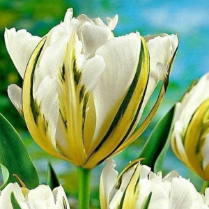 Тюльпан Экзотик Пуруссима купить по цене от 305р. в интернет-магазине «Посадика» с доставкой почтой в в Аниве и по всей России – [изображение №1].