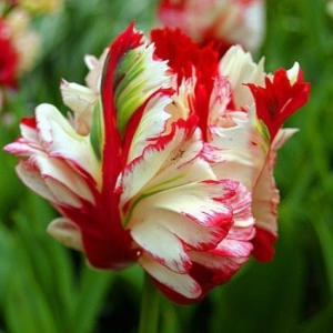 Тюльпан Эстелла Рижнвельд купить по цене от 500р. в интернет-магазине «Посадика» с доставкой почтой в в Аниве и по всей России – [изображение №1].