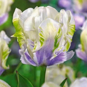 Тюльпан Уайт Лизарт купить по цене от 360р. в интернет-магазине «Посадика» с доставкой почтой в в Аниве и по всей России – [изображение №1].