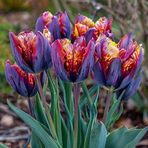 Тюльпан Опал Дрим купить по цене от 207р. в интернет-магазине «Посадика» с доставкой почтой в в Аниве и по всей России – [изображение №1].